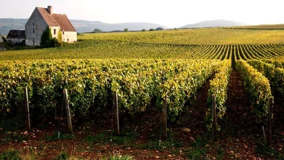 image représentative de l'article Les Chansons à boire des Vignerons de Bourgogne