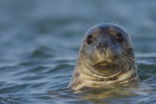 image représentative de la chanson La complainte du phoque en Alaska 
