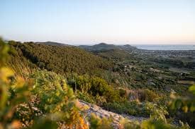 image représentative de la chanson La Provençale