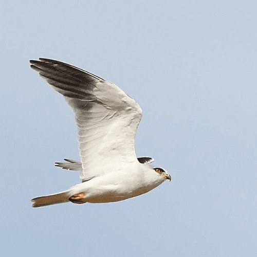 image représentative de la chanson L'oiseau