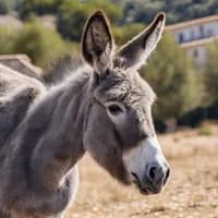 Photo de la chanson Le Petit Âne gris