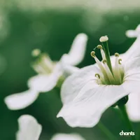 Photo de la chanson Dessous le rosier blanc (fleur de lys)