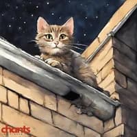 Photo de la chanson Miaou Miaou La Nuit Dernière