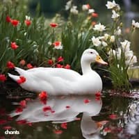 Photo de la chanson V'la l'bon vent