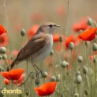 Photo de la chanson Gentil Coquelicot