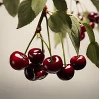 Photo de la chanson Les cerises d'Itxassou 