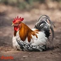 Photo de la chanson Le coq est mort