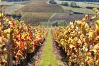 Photo de la chanson Chantons la vigne beaujolaise