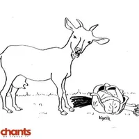 Photo de la chanson La chèvre