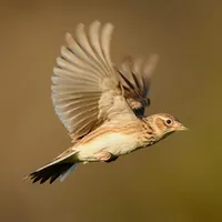 Photo de la chanson Un voltigeur