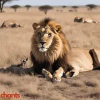 Photo de la chanson Le lion est mort ce soir