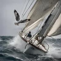 Photo de la chanson La mouette grise
