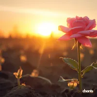 Photo de la chanson Au pied d'un rosier