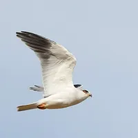 Photo de la chanson L'oiseau