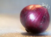 Photo de la chanson Chant de l'oignon